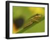 American Tree Frog in a Garden in Fuquay Varina, North Carolina-Melissa Southern-Framed Photographic Print