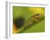 American Tree Frog in a Garden in Fuquay Varina, North Carolina-Melissa Southern-Framed Photographic Print