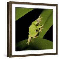 American Tree Frog in a Garden in Fuquay Varina, North Carolina-Melissa Southern-Framed Photographic Print