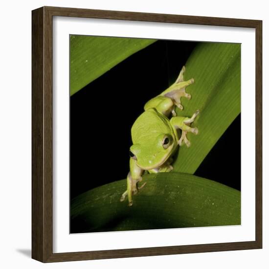 American Tree Frog in a Garden in Fuquay Varina, North Carolina-Melissa Southern-Framed Photographic Print