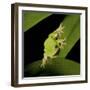 American Tree Frog in a Garden in Fuquay Varina, North Carolina-Melissa Southern-Framed Photographic Print