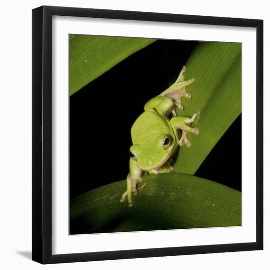 American Tree Frog in a Garden in Fuquay Varina, North Carolina-Melissa Southern-Framed Photographic Print