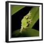 American Tree Frog in a Garden in Fuquay Varina, North Carolina-Melissa Southern-Framed Photographic Print