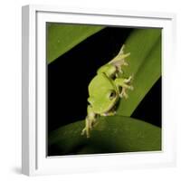 American Tree Frog in a Garden in Fuquay Varina, North Carolina-Melissa Southern-Framed Photographic Print