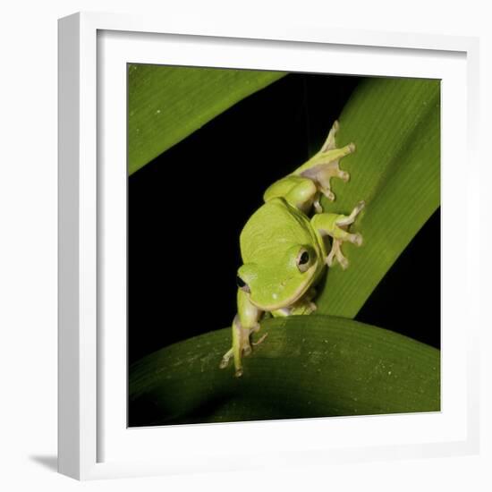 American Tree Frog in a Garden in Fuquay Varina, North Carolina-Melissa Southern-Framed Photographic Print