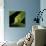 American Tree Frog in a Garden in Fuquay Varina, North Carolina-Melissa Southern-Photographic Print displayed on a wall