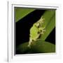 American Tree Frog in a Garden in Fuquay Varina, North Carolina-Melissa Southern-Framed Photographic Print