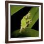 American Tree Frog in a Garden in Fuquay Varina, North Carolina-Melissa Southern-Framed Photographic Print