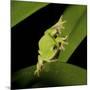 American Tree Frog in a Garden in Fuquay Varina, North Carolina-Melissa Southern-Mounted Photographic Print