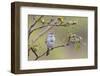 American Tree Sparrow Singing-Ken Archer-Framed Photographic Print