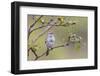 American Tree Sparrow Singing-Ken Archer-Framed Photographic Print