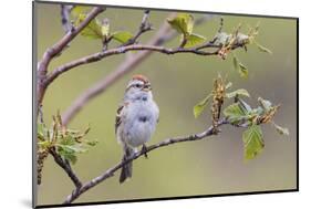 American Tree Sparrow Singing-Ken Archer-Mounted Photographic Print