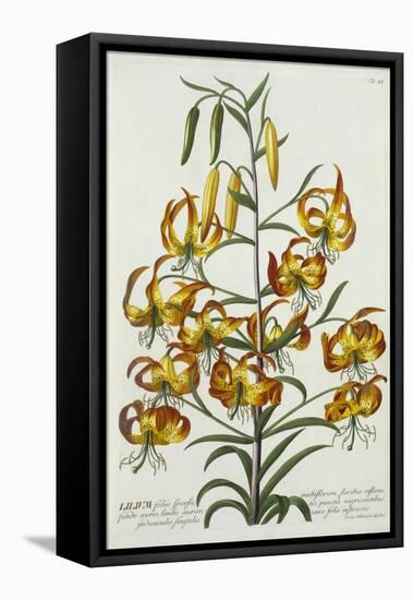 American Turkscap Lily, C.1740-Georg Dionysius Ehret-Framed Stretched Canvas