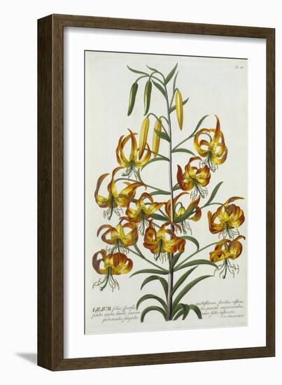 American Turkscap Lily, C.1740-Georg Dionysius Ehret-Framed Giclee Print