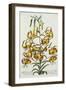 American Turkscap Lily, C.1740-Georg Dionysius Ehret-Framed Giclee Print