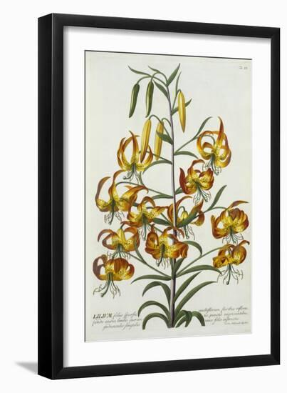 American Turkscap Lily, C.1740-Georg Dionysius Ehret-Framed Giclee Print