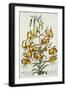 American Turkscap Lily, C.1740-Georg Dionysius Ehret-Framed Giclee Print