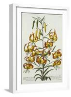 American Turkscap Lily, C.1740-Georg Dionysius Ehret-Framed Giclee Print