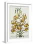 American Turkscap Lily, C.1740-Georg Dionysius Ehret-Framed Giclee Print