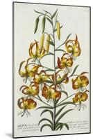 American Turkscap Lily, C.1740-Georg Dionysius Ehret-Mounted Giclee Print