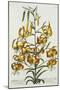 American Turkscap Lily, C.1740-Georg Dionysius Ehret-Mounted Giclee Print