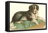 American Water Spaniel-null-Framed Stretched Canvas