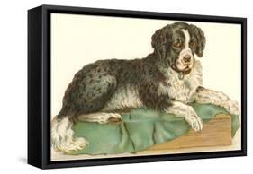 American Water Spaniel-null-Framed Stretched Canvas