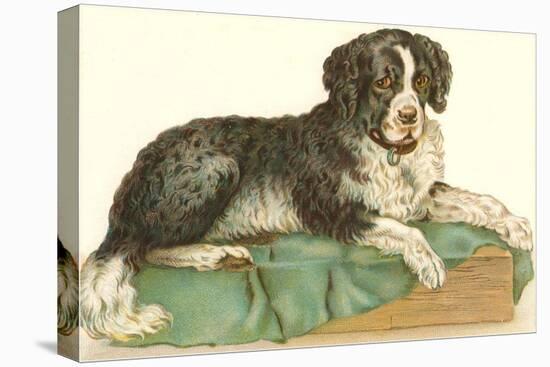 American Water Spaniel-null-Stretched Canvas