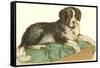 American Water Spaniel-null-Framed Stretched Canvas