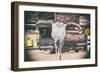 American West - Cow Skulls 66-Philippe Hugonnard-Framed Photographic Print