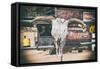 American West - Cow Skulls 66-Philippe Hugonnard-Framed Stretched Canvas