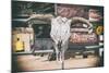 American West - Cow Skulls 66-Philippe Hugonnard-Mounted Photographic Print