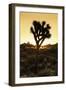 American West - Joshua Sunset-Philippe Hugonnard-Framed Photographic Print