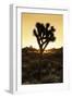 American West - Joshua Sunset-Philippe Hugonnard-Framed Photographic Print