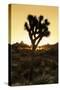 American West - Joshua Sunset-Philippe Hugonnard-Stretched Canvas