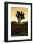 American West - Joshua Sunset-Philippe Hugonnard-Framed Photographic Print