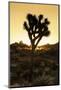 American West - Joshua Sunset-Philippe Hugonnard-Mounted Photographic Print