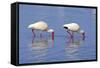 American White Ibis (Eudocimus albus) two adults, foraging in shallow water, Florida-Jurgen & Christine Sohns-Framed Stretched Canvas