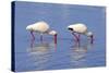 American White Ibis (Eudocimus albus) two adults, foraging in shallow water, Florida-Jurgen & Christine Sohns-Stretched Canvas