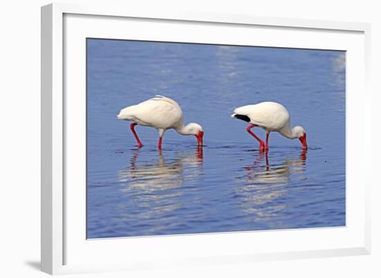 American White Ibis (Eudocimus albus) two adults, foraging in shallow water, Florida-Jurgen & Christine Sohns-Framed Photographic Print