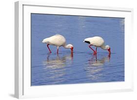 American White Ibis (Eudocimus albus) two adults, foraging in shallow water, Florida-Jurgen & Christine Sohns-Framed Photographic Print