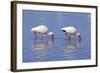 American White Ibis (Eudocimus albus) two adults, foraging in shallow water, Florida-Jurgen & Christine Sohns-Framed Photographic Print