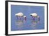 American White Ibis (Eudocimus albus) two adults, foraging in shallow water, Florida-Jurgen & Christine Sohns-Framed Photographic Print