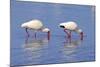 American White Ibis (Eudocimus albus) two adults, foraging in shallow water, Florida-Jurgen & Christine Sohns-Mounted Photographic Print