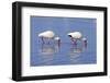 American White Ibis (Eudocimus albus) two adults, foraging in shallow water, Florida-Jurgen & Christine Sohns-Framed Premium Photographic Print