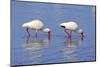 American White Ibis (Eudocimus albus) two adults, foraging in shallow water, Florida-Jurgen & Christine Sohns-Mounted Premium Photographic Print