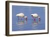 American White Ibis (Eudocimus albus) two adults, foraging in shallow water, Florida-Jurgen & Christine Sohns-Framed Photographic Print