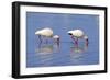 American White Ibis (Eudocimus albus) two adults, foraging in shallow water, Florida-Jurgen & Christine Sohns-Framed Photographic Print