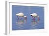 American White Ibis (Eudocimus albus) two adults, foraging in shallow water, Florida-Jurgen & Christine Sohns-Framed Photographic Print