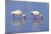 American White Ibis (Eudocimus albus) two adults, foraging in shallow water, Florida-Jurgen & Christine Sohns-Mounted Photographic Print